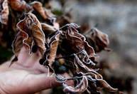 Indenizações de seguro rural caem 5,5% com R$ 1,7 bilhão pago no 1º semestre