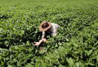Governo deve liberar até R$ 12 bi em crédito para agricultores com dívidas