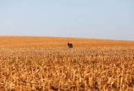 Exportação do agronegócio do Brasil tem recorde para agosto