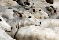 Confederação da Agricultura diz que pacto por redução de metano melhora eficiência do setor