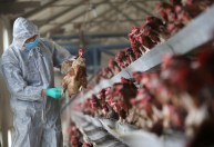 Gripe aviária: conheça os sintomas, diagnóstico e tratamento da doença