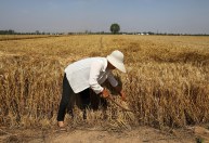 Entenda por que um alerta sobre abastecimento de alimentos causou pânico na China