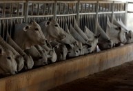 Sindicato acionará Justiça contra portaria do governo que reduz prazo de certificados de exportações