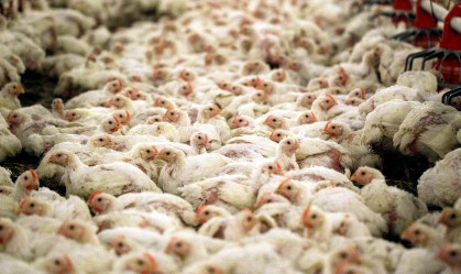Japão cancela embargo sobre aves vivas e ovos férteis importados de Santa Catarina
