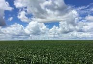 Tempo seco pode impactar safras de soja e milho do Sul, diz AgRural