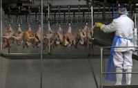 Jordânia e Kuwait reduzem restrições à carne de frango do Brasil