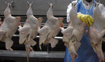 Gripe aviária: exportadores do Brasil se preparam para rejeições de cargas