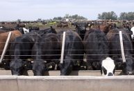 Ministério da Agricultura anuncia mudança na vacinação contra a febre aftosa