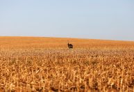 Agronegócio no Brasil dá salto em 20 anos e hoje equivale ao PIB da Argentina