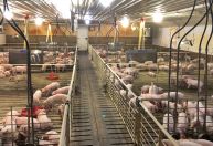 Exportação de carne suína do Brasil sobe 18% em janeiro apesar de recuo da China