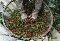 Exportações do agronegócio têm receita recorde em janeiro, diz ministério