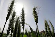 Guerra na Ucrânia estimula exportação de milho e trigo do Brasil e enxuga oferta