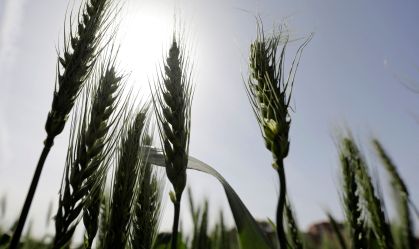 Cotações do trigo na Bolsa de Chicago atingem maior valor desde 2008