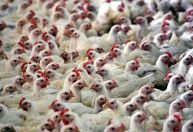 Exportação de frango para a Arábia Saudita tem alta de 7,2%, segundo ABPA