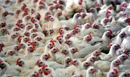 Conexão Agro: Avicultura e suinocultura recebem guia sobre emissão de gases