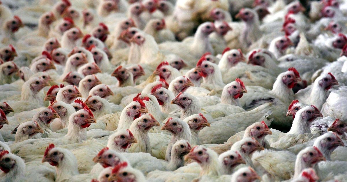 Setor celebra retomada da China à carne de frango do Rio Grande do Sul