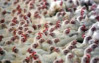 Fávaro: foi iniciado diálogo para diminuir restrição ao frango do Brasil