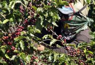 IBGE eleva previsão de safra de café para 53,2 milhões de sacas