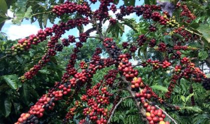 Café robusta atinge máxima de 5 meses e meio; arábica também sobe