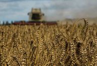 Conexão Agro: Produção de trigo em 2022 deve superar previsão, diz associação