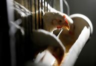 Gripe aviária: barreiras sanitárias serão reduzidas em região de foco no RS