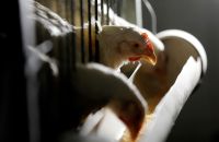 Gripe aviária: mais três países bloqueiam frango de todo Brasil; veja lista