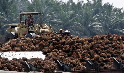 Escassez de mão de obra deve levar Malásia a 3º ano de perdas com óleo de palma