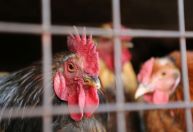 Gripe aviária: trabalhador de granja no RS é isolado por possível infecção