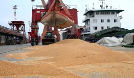 EUA perdem vendas de soja para China, enquanto Brasil ocupa abastecimento