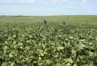 BrasilAgro lucra R$ 42 mi no 1º trimestre da safra 22/23, queda de 61%