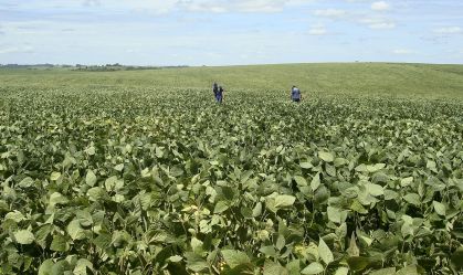 BrasilAgro lucra R$ 42 mi no 1º trimestre da safra 22/23, queda de 61%