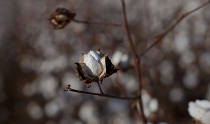 Produção de algodão do Brasil deve crescer 18% em 2022/23, diz associação