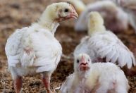 Argélia abre mercado para carne de frango do Brasil, diz Itamaraty
