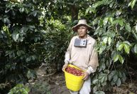 Produção colombiana de café cai 7% em abril e acumula sete meses de queda