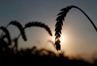 Zelensky pede medidas para desbloquear portos e evitar crise alimentar global