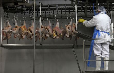 Carne de frango em frigorífico em Itatinga (SP)