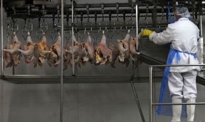 África do Sul e Singapura tiram restrições à importação de frango do Brasil