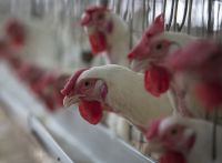 ABPA confirma queda na exportação de carne de frango após gripe aviária