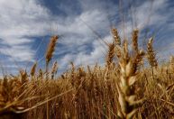 Embrapa expandirá testes com trigo transgênico após aprovação de plantio no Brasil