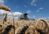 Área plantada de trigo no Brasil deve crescer 6,1% em 2023, prevê StoneX