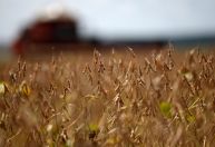 Brasil atinge recorde de US$ 36 bi na exportação do agronegócio no 1º tri, diz ministério
