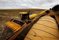 Segunda safra de milho do Brasil deve atingir recorde, estima StoneX