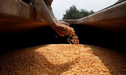 Governo retoma formação de estoques públicos com compra de milho