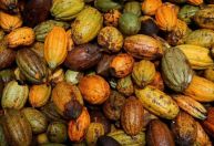 Mercado de cacau tem preços em recorde pelo nono dia consecutivo