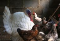 Ministério da Agricultura confirma mais dois casos de gripe aviária em aves silvestres; total vai para 79