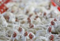 Exportação de frango do Brasil cai após embargos por gripe aviária