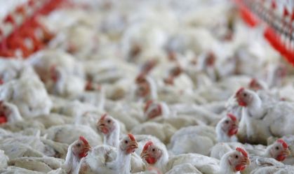 China emite proibição à importação de carne de frango de todo Brasil