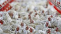 Exportação de frango do Brasil cai após embargos por gripe aviária