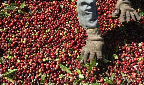 Trabalhador seleciona grãos de café arábica em Minas Gerais