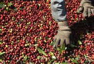 Grupo de pesquisadores com brasileiros sequencia genoma do café arábica